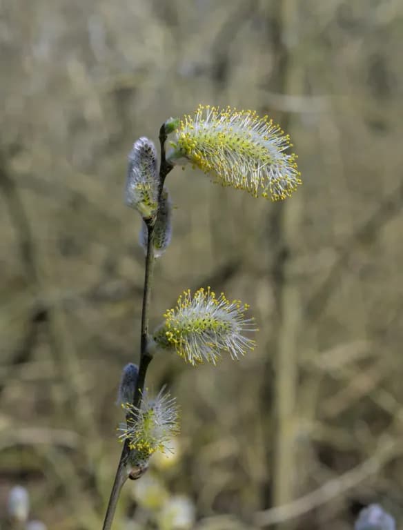 SALIX CAPREA LEAF EXTRACT 대표 사진