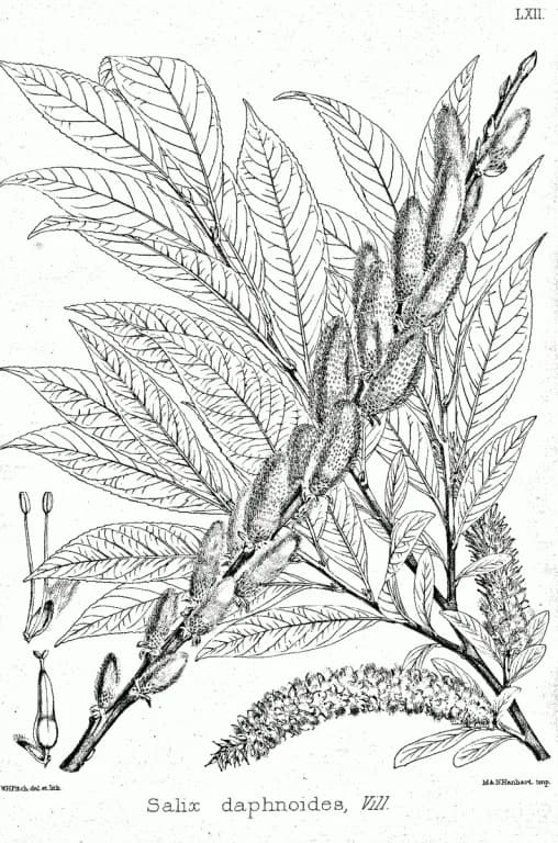 SALIX DAPHNOIDES BUD/LEAF/STEM EXTRACT 대표 사진