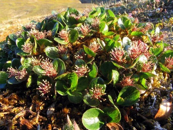 SALIX POLARIS CALLUS CULTURE EXTRACT 대표 사진