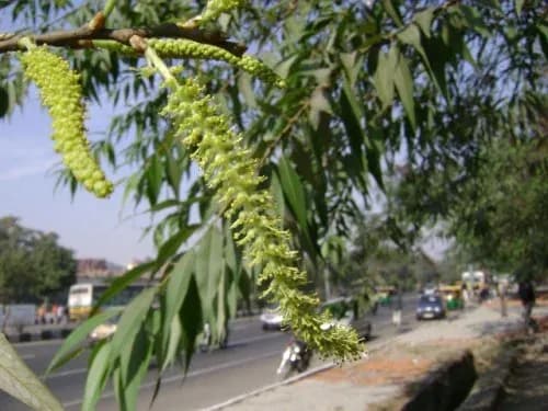 SALIX TETRASPERMA BARK EXTRACT 대표 사진