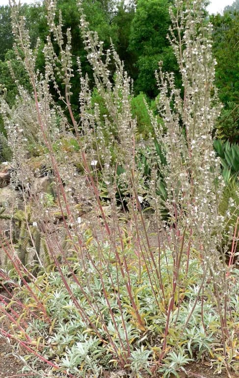 SALVIA APIANA OIL 대표 사진