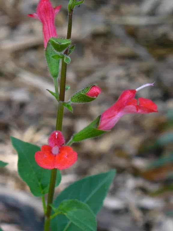 SALVIA BLEPHAROPHYLLA EXTRACT 대표 사진