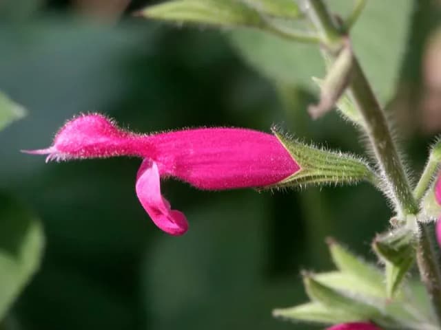 SALVIA DORISIANA LEAF EXTRACT 대표 사진
