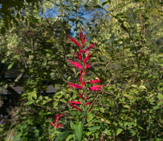 SALVIA HAENKEI WATER 대표 사진