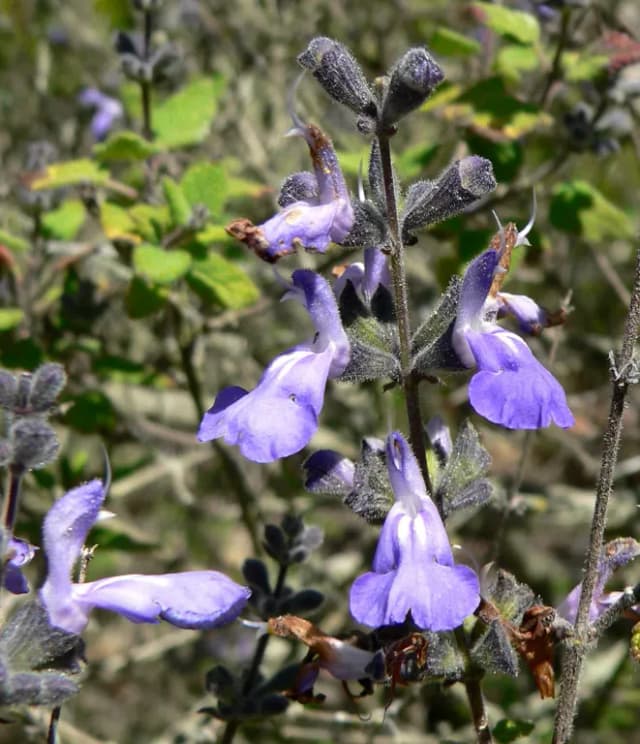 SALVIA MELISSODORA FLOWER/LEAF WATER 대표 사진