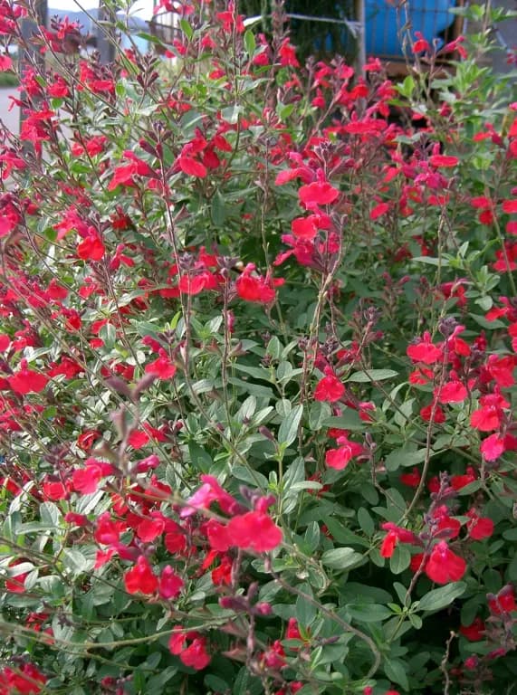 SALVIA MICROPHYLLA FLOWER/LEAF/STEM EXTRACT 대표 사진