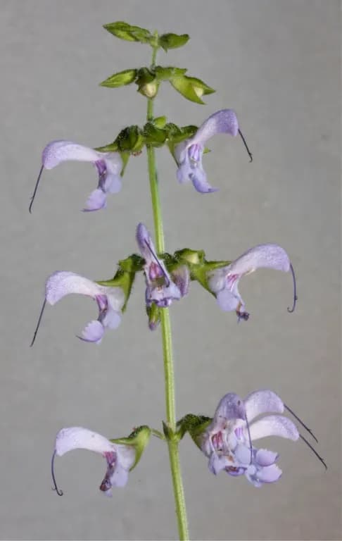SALVIA MILTIORRHIZA LEAF EXTRACT 대표 사진