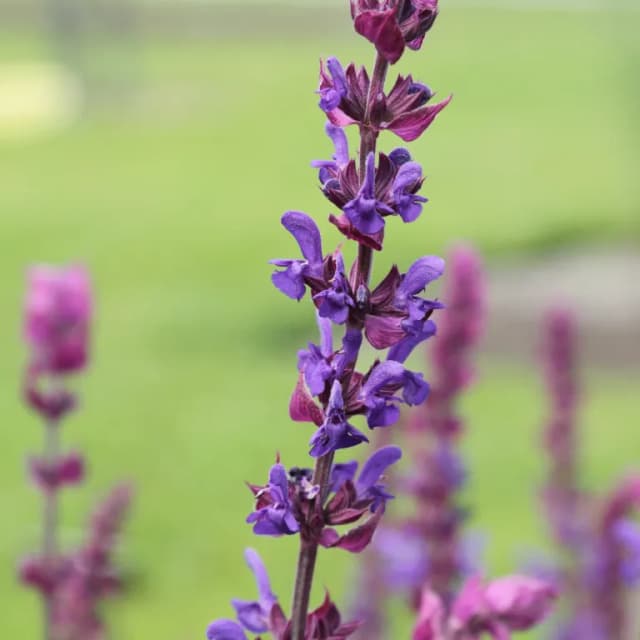 SALVIA NEMOROSA FLOWER/LEAF/STEM EXTRACT 대표 사진