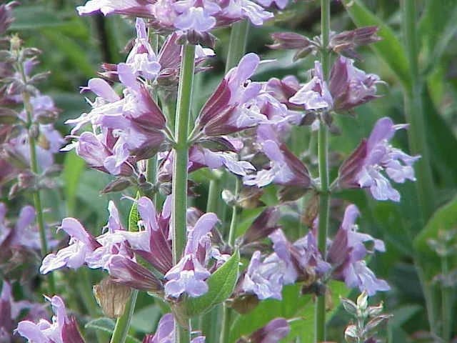 SALVIA OFFICINALIS LEAF WATER 대표 사진