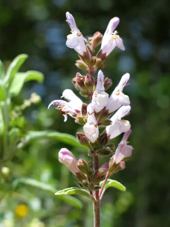 SALVIA TRILOBA LEAF OIL 대표 사진