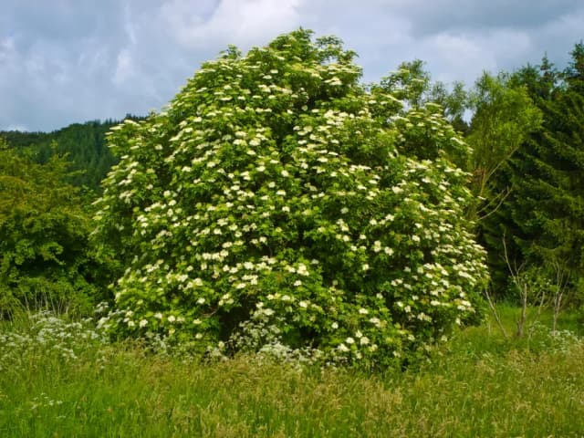 SAMBUCUS NIGRA OIL 대표 사진