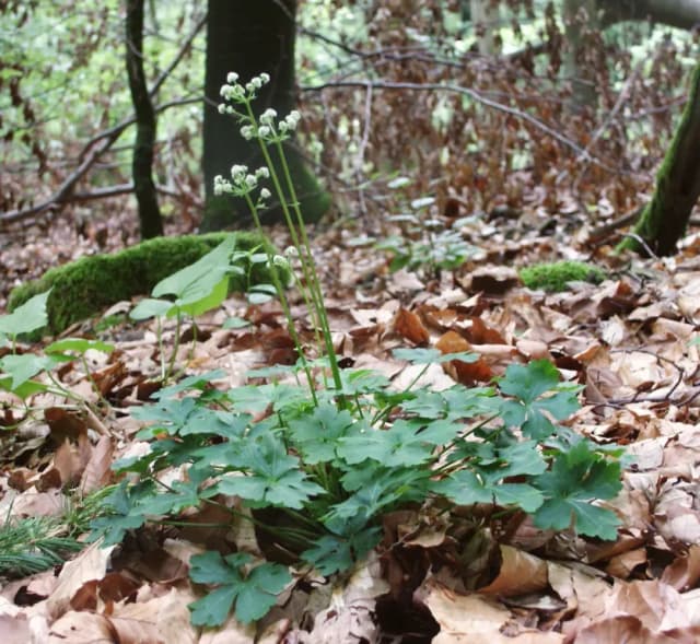 SANICULA EUROPAEA FLOWER/LEAF/STEM EXTRACT 대표 사진