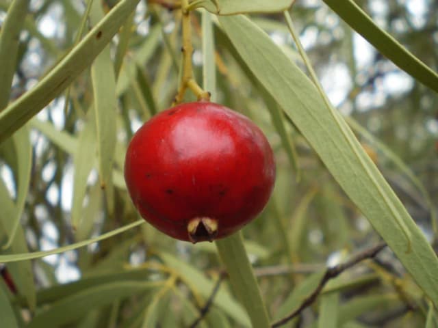 SANTALUM ACUMINATUM FRUIT EXTRACT 대표 사진