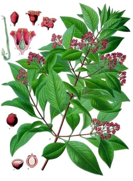 SANTALUM ALBUM CALLUS EXTRACT 대표 사진