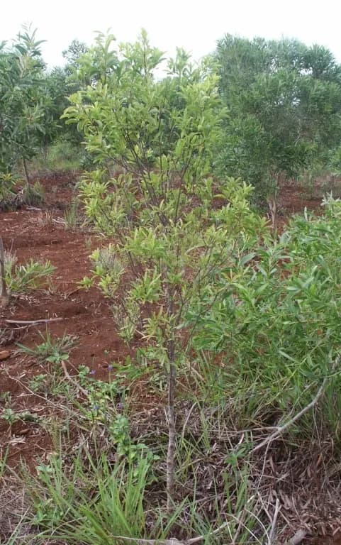 SANTALUM AUSTROCALEDONICUM WOOD POWDER 대표 사진