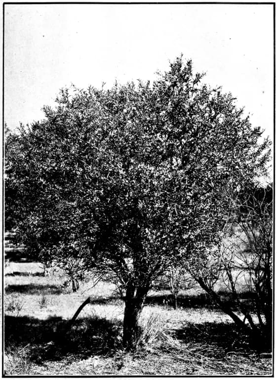 SANTALUM SPICATUM WOOD WATER 대표 사진