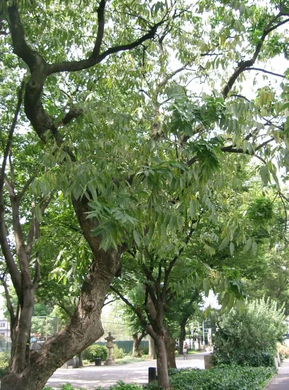 SAPINDUS MUKOROSSI FRUIT/PERICARP EXTRACT 대표 사진