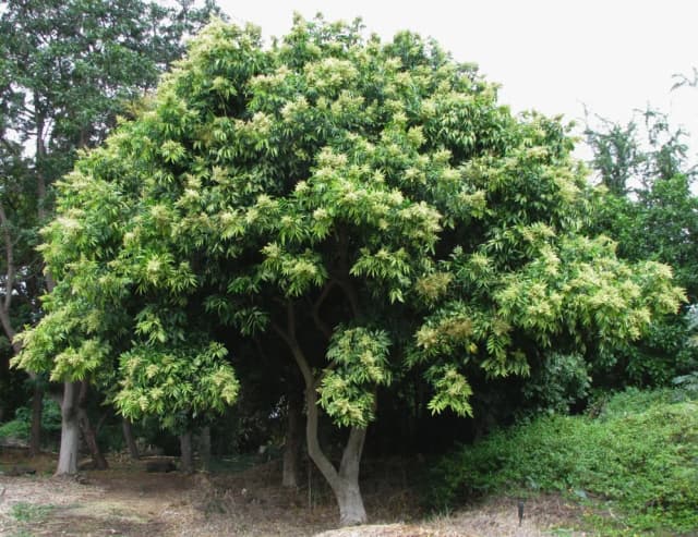 SAPINDUS SAPONARIA FRUIT EXTRACT 대표 사진