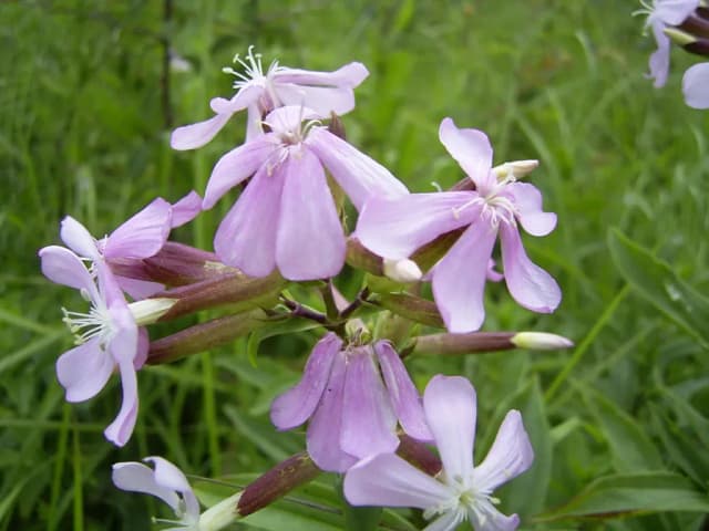 SAPONARIA OFFICINALIS ROOT WATER 대표 사진