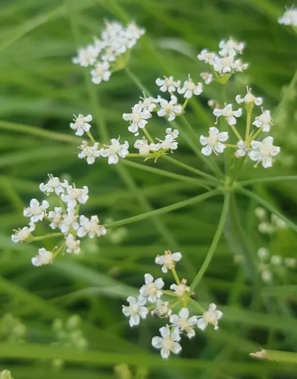 SAPOSHNIKOVIA DIVARICATA ROOT EXTRACT 대표 사진