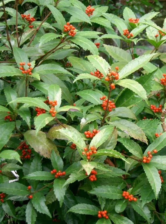 SARCANDRA GLABRA LEAF EXTRACT 대표 사진