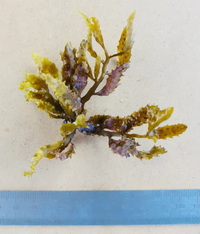 SARGASSUM AQUIFOLIUM EXTRACT 대표 사진