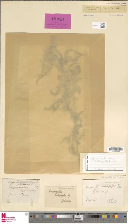 SARGASSUM SILIQUASTRUM EXTRACT 대표 사진