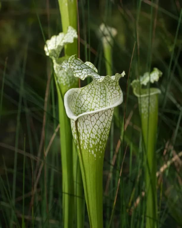 SARRACENIA LEUCOPHYLLA FLOWER/LEAF/SEED/STALK EXTRACT 대표 사진