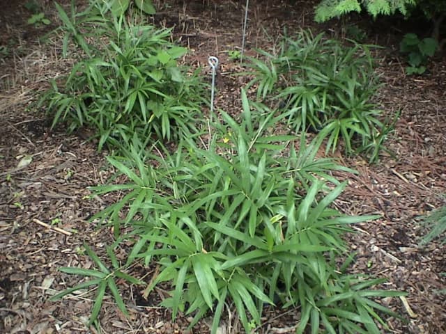 SASA PALMATA LEAF EXTRACT 대표 사진