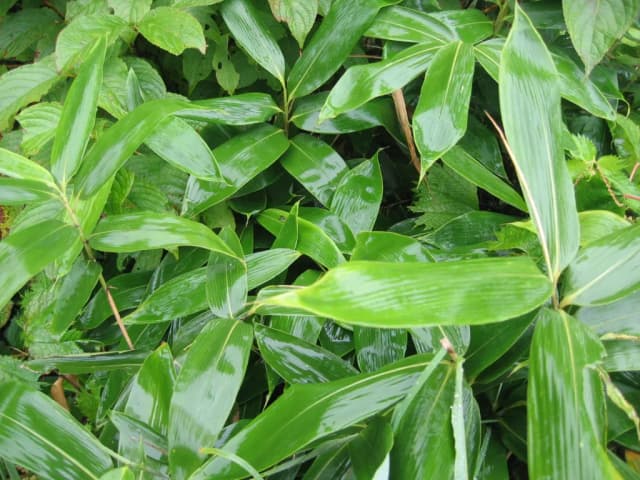 SASA VEITCHII LEAF/STEM WATER 대표 사진