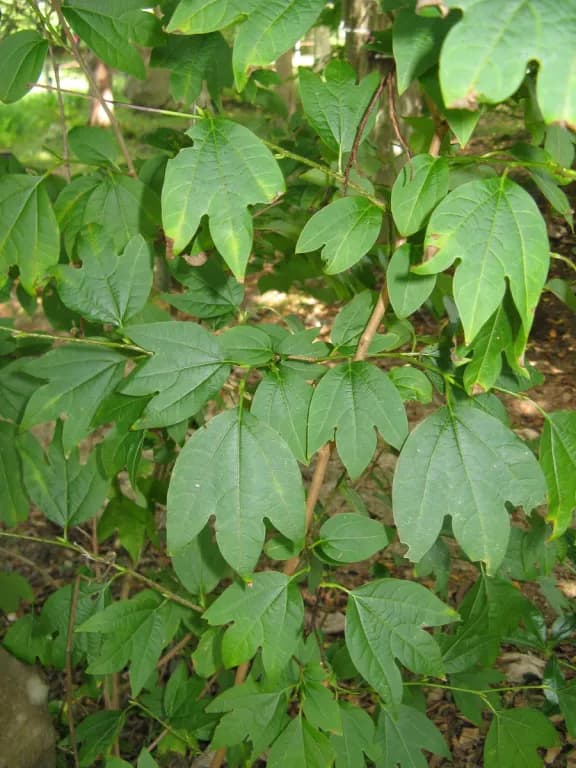 SASSAFRAS OFFICINALE BARK/ROOT EXTRACT 대표 사진