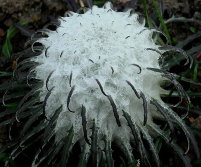 SAUSSUREA LANICEPS CALLUS EXTRACT 대표 사진