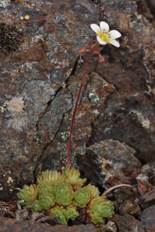SAXIFRAGA CESPITOSA EXTRACT 대표 사진
