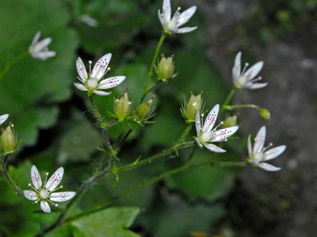 SAXIFRAGA ROTUNDIFOLIA FLOWER/LEAF/STEM EXTRACT 대표 사진