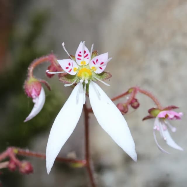 SAXIFRAGA STOLONIFERA WATER 대표 사진