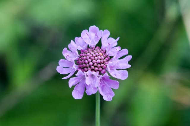 SCABIOSA LUCIDA FLOWER/LEAF/STEM EXTRACT 대표 사진
