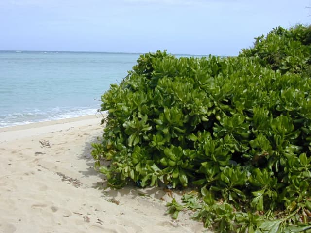 SCAEVOLA TACCADA LEAF EXTRACT 대표 사진