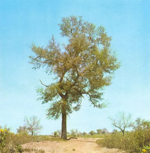 SCHINOPSIS QUEBRACHO-COLORADO WOOD EXTRACT 대표 사진