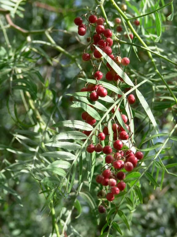 SCHINUS MOLLE LEAF EXTRACT 대표 사진