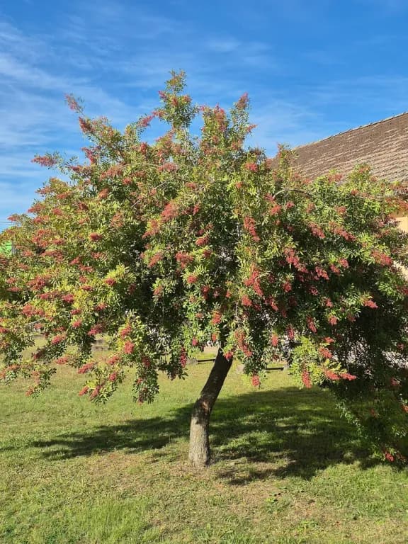SCHINUS TEREBINTHIFOLIA FRUIT EXTRACT 대표 사진