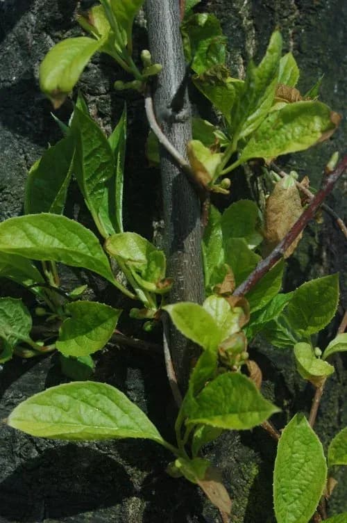 SCHISANDRA CHINENSIS EXTRACT 대표 사진