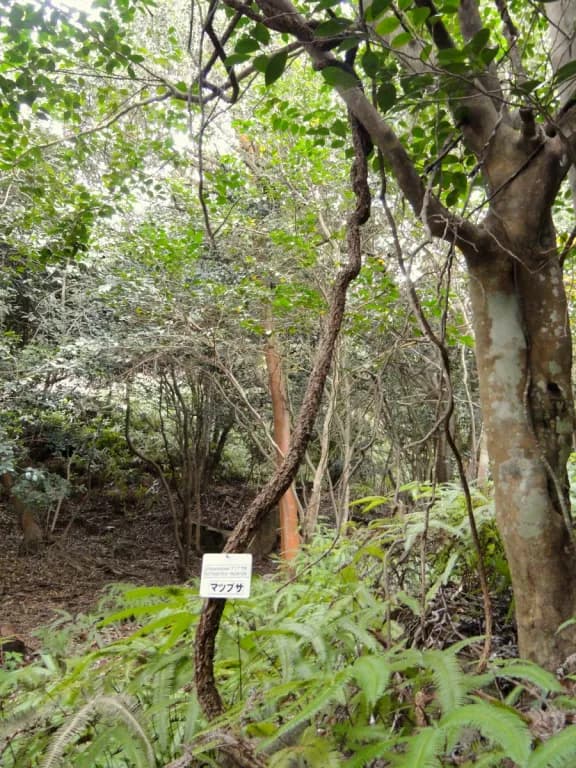 SCHISANDRA NIGRA FRUIT EXTRACT 대표 사진