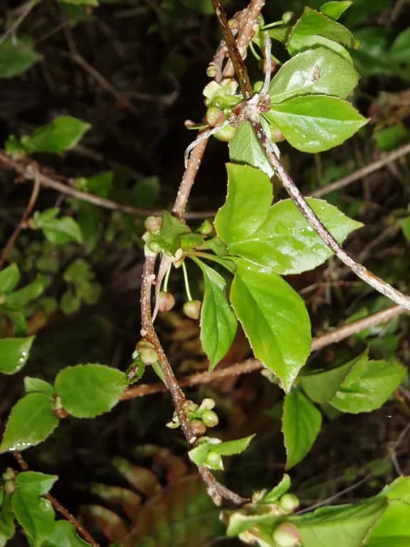 SCHISANDRA SPHENANTHERA FRUIT EXTRACT 대표 사진