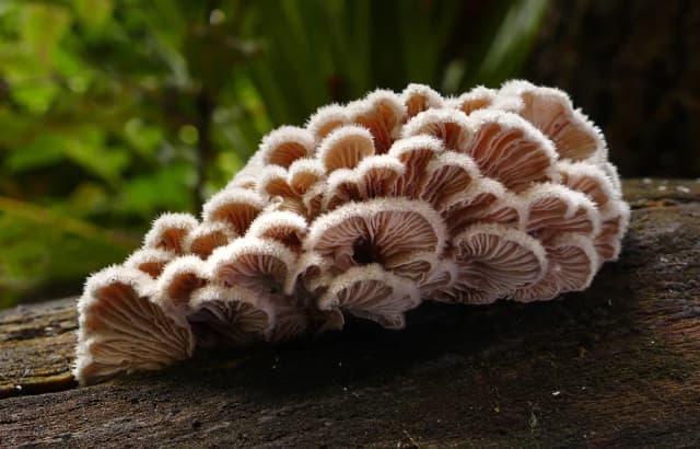 SCHIZOPHYLLUM COMMUNE MYCELIUM FERMENT FILTRATE EXTRACT 대표 사진