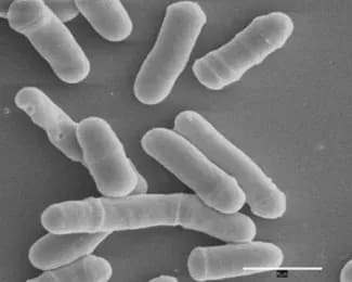 SCHIZOSACCHAROMYCES POMBE EXTRACT 대표 사진