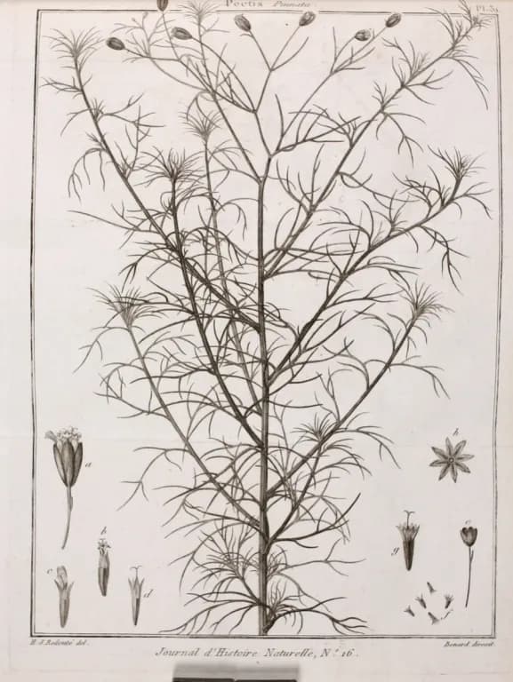 SCHKUHRIA PINNATA EXTRACT 대표 사진