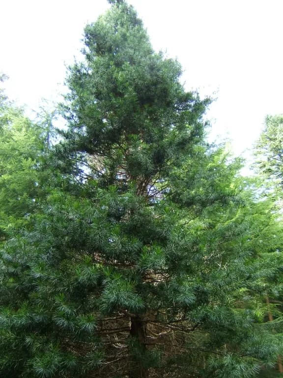 SCIADOPITYS VERTICILLATA WOOD OIL 대표 사진