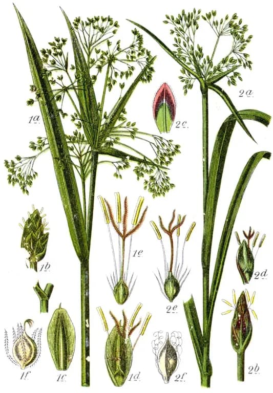SCIRPUS RADICANS EXTRACT 대표 사진