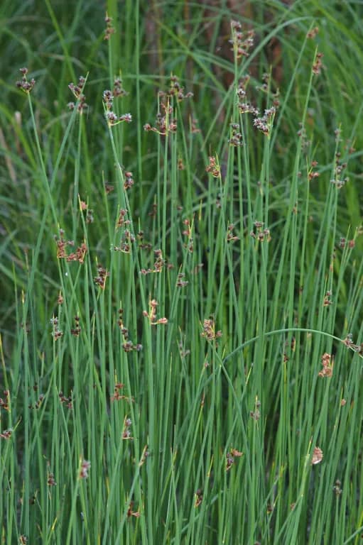 SCIRPUS TABERNAEMONTANI EXTRACT 대표 사진