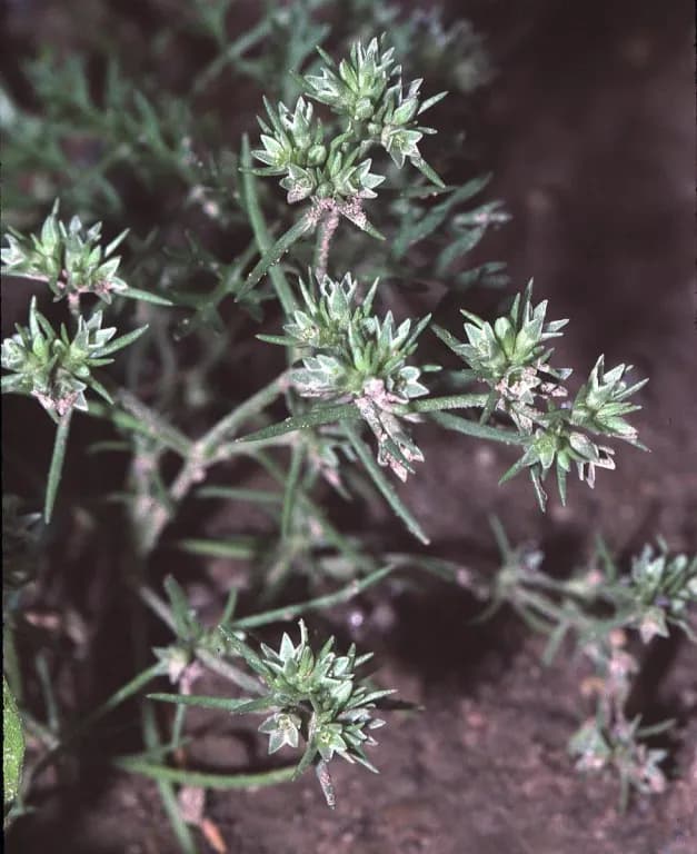 SCLERANTHUS ANNUUS FLOWER EXTRACT 대표 사진